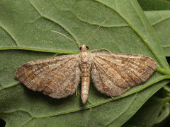 Eupithecia simpliciata