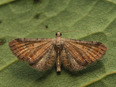 Eupithecia simpliciata