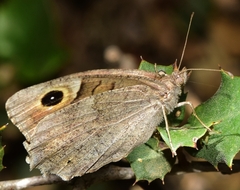 Hyponephele lupinus