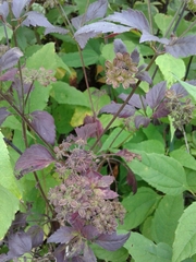 Angelica triquinata