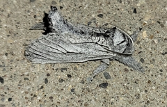 Inguromorpha itzalana