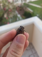 Cicada barbara