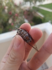 Cicada barbara