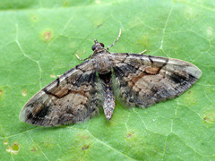 Eupithecia sinuosaria