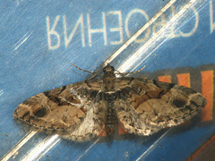 Eupithecia sinuosaria