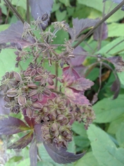 Angelica triquinata