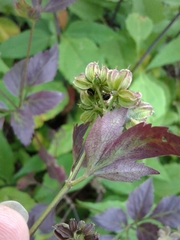 Angelica triquinata