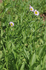 Erigeron glacialis glacialis