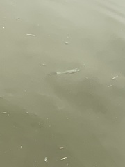 Pseudoxiphophorus bimaculatus