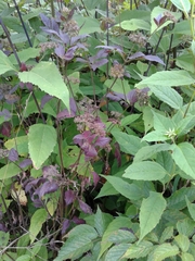 Angelica triquinata