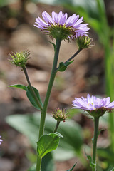 Erigeron glacialis glacialis