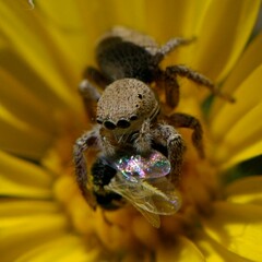 Habronattus coecatus
