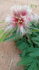 Calliandra dysantha