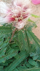 Calliandra dysantha
