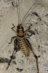 Pediodectes stevensonii