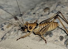 Pediodectes stevensonii