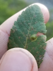 Lasioptera spiraeafolia