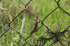 Anolis quercorum