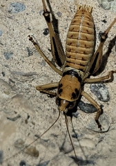 Pediodectes stevensonii