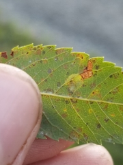 Lasioptera spiraeafolia