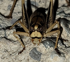 Pediodectes stevensonii