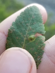 Lasioptera spiraeafolia