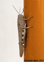 Anacridium rubrispinum