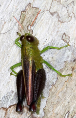 Bactrophorinae