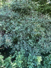 Crataegus suborbiculata
