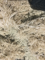 Amathia verticillata