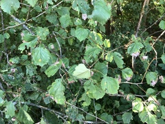 Crataegus suborbiculata