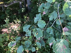 Crataegus suborbiculata