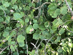 Crataegus suborbiculata