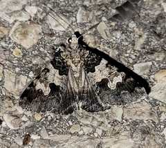 Drasteria sabulosa