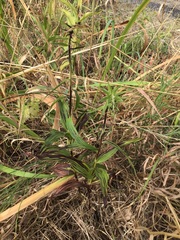 Epipactis helleborine helleborine