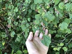 Crataegus suborbiculata