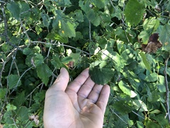 Crataegus suborbiculata