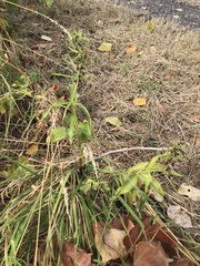 Epipactis helleborine helleborine