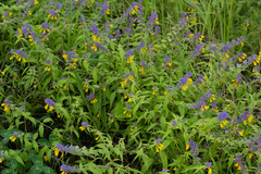 Melampyrum nemorosum