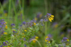 Melampyrum nemorosum