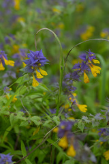 Melampyrum nemorosum