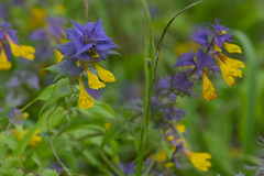 Melampyrum nemorosum