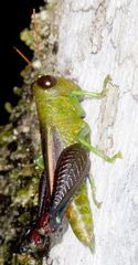 Bactrophorinae