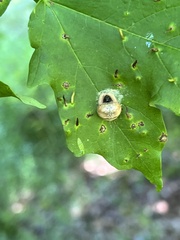 Mastophora yeargani