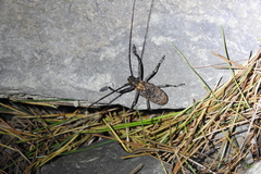 Monochamus alternatus