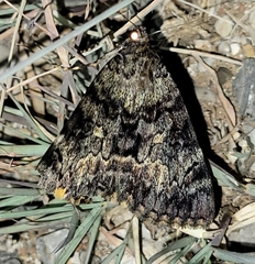 Catocala desdemona
