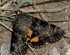Catocala desdemona