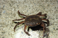 Longpotamon teritisum