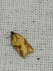 Acleris aspersana