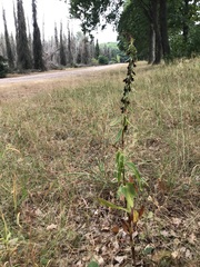 Epipactis helleborine helleborine